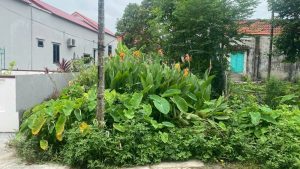 Bán đất đoàn xá